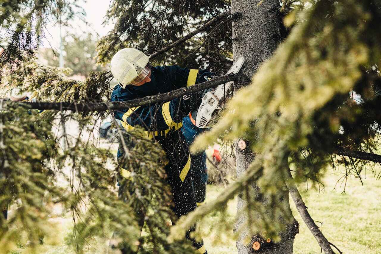 Best Tree Cutting Near Me  in Carthage, NC